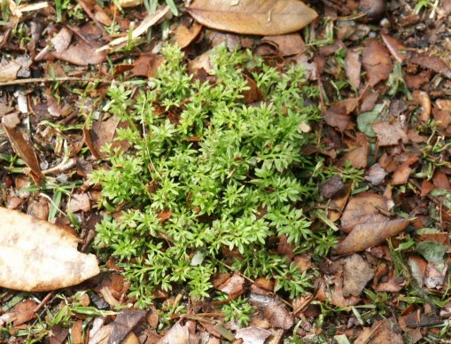 lawn burweed.jpg thumbnail